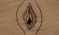 Illustration af vulva
